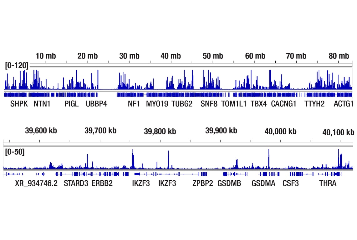 CUT & Tag Image 2: Helios (D8W4X) Rabbit Monoclonal Antibody