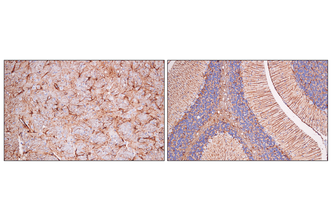 Immunohistochemistry Image 5: GFAP (E4L7M) Rabbit Monoclonal Antibody (BSA and Azide Free)
