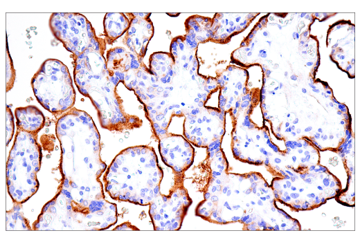 Immunohistochemistry Image 5: Transferrin Receptor/CD71 (10F11) Mouse Monoclonal Antibody