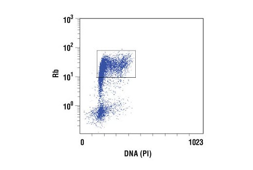 Flow Cytometry Image 1: Rb (4H1) Mouse Monoclonal Antibody