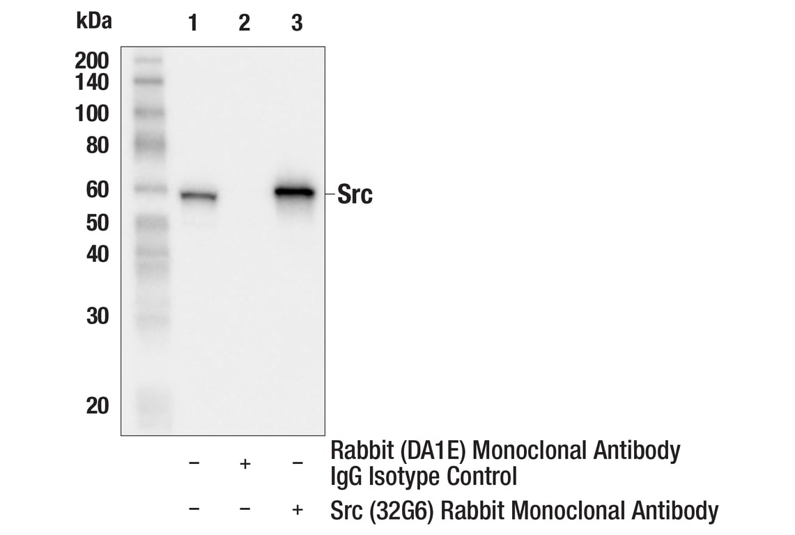 Immunoprecipitation Image 1: Src (32G6) Rabbit Monoclonal Antibody