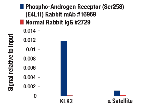 undefined Image 7: PhosphoPlus<sup>®</sup> Androgen Receptor (Ser258) Antibody Duet