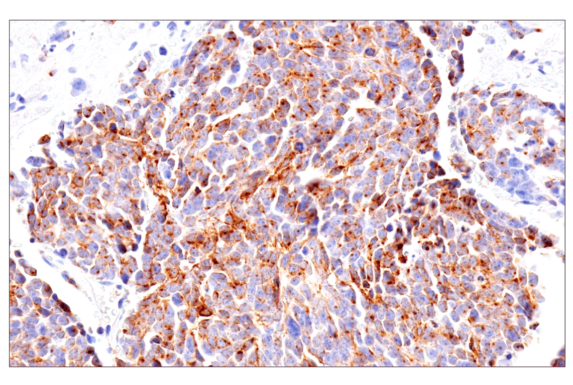 Immunohistochemistry Image 1: Stathmin-4 (E9F1Y) Rabbit Monoclonal Antibody