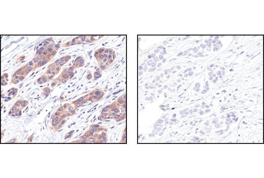Immunohistochemistry Image 3: HSP90 (E289) Antibody