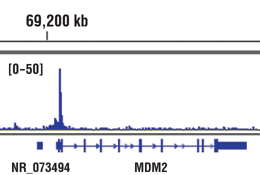 p63-α (D2K8X) XP® Rabbit mAb | Cell Signaling Technology