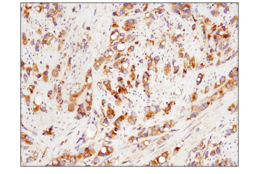 Immunohistochemistry Image 7: Rab7 (E9O7E) Mouse Monoclonal Antibody