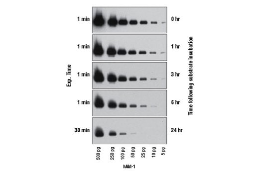 Western Blotting Image 2: SignalFire<sup>™</sup> Plus ECL Reagent