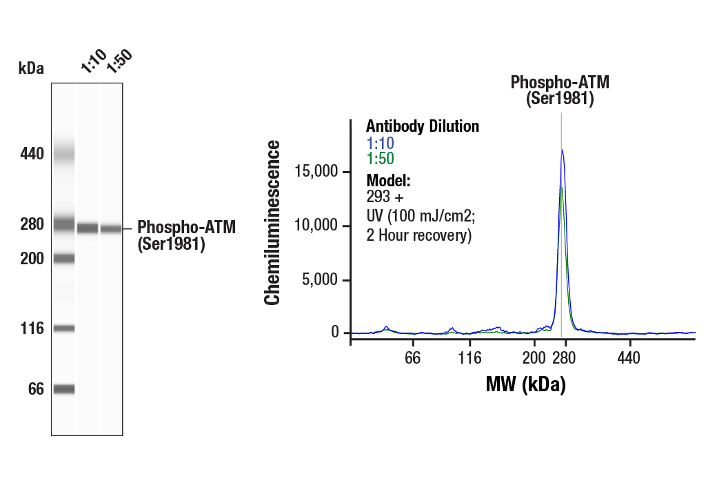 undefined Image 26: DNA Damage Antibody Sampler Kit