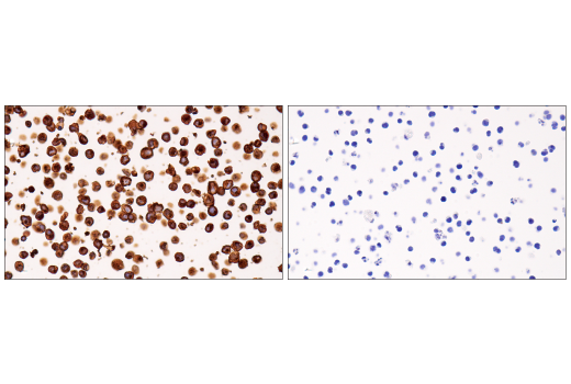 Immunohistochemistry Image 6: MHC Class II (LGII-612.14) Mouse Monoclonal Antibody (BSA and Azide Free)