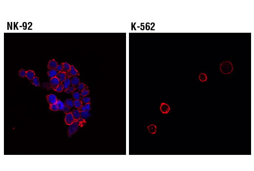 Immunofluorescence Image 1: T-Bet/TBX21 (D6N8B) XP<sup>®</sup> Rabbit mAb (Alexa Fluor<sup>®</sup> 647 Conjugate)