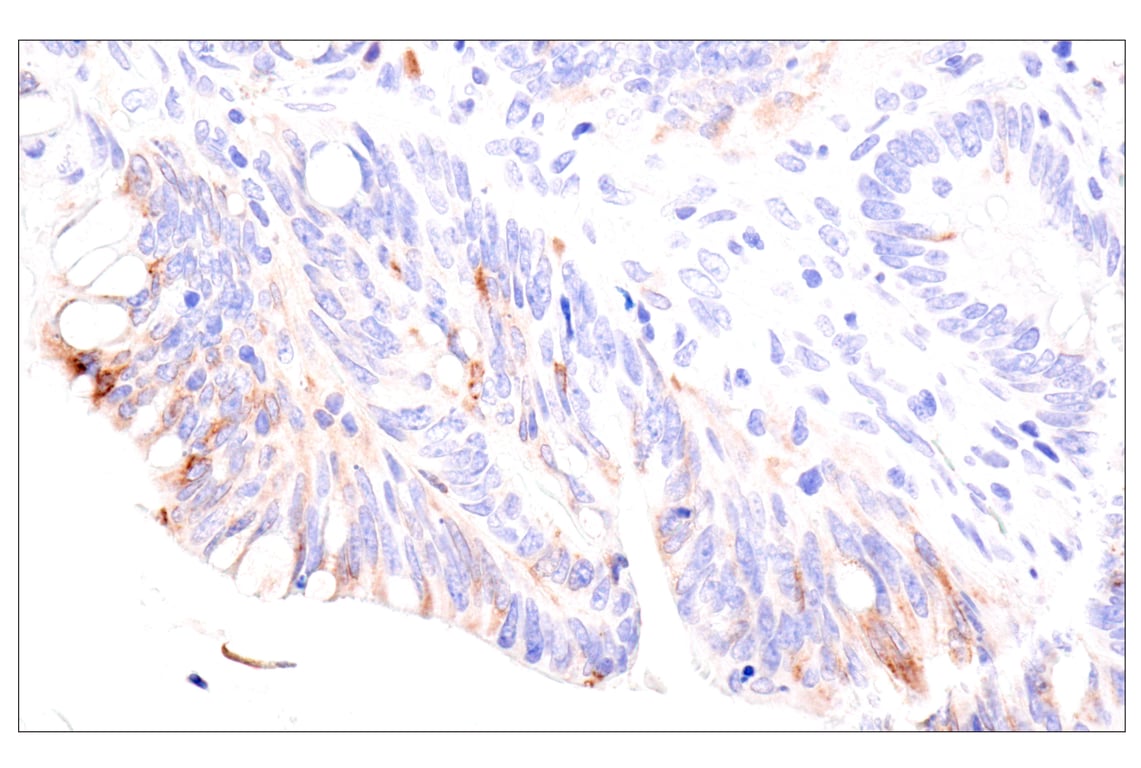 Immunohistochemistry Image 4: GDF15/MIC1 (E5Q8Q) Rabbit Monoclonal Antibody