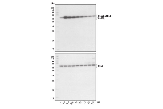 undefined Image 1: Lipopolysaccharides (LPS)