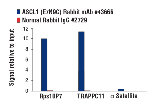 Chromatin Immunoprecipitation Image 1: ASCL1 (E7N9C) Rabbit Monoclonal Antibody