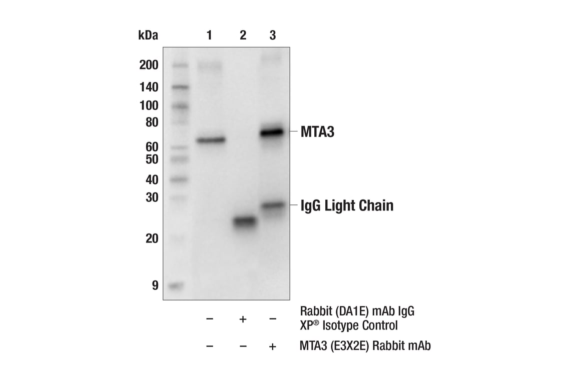 Immunoprecipitation Image 1: MTA3 (E3X2E) Rabbit Monoclonal Antibody