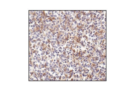 Immunohistochemistry Image 1: Stat1 (42H3) Rabbit Monoclonal Antibody (BSA and Azide Free)