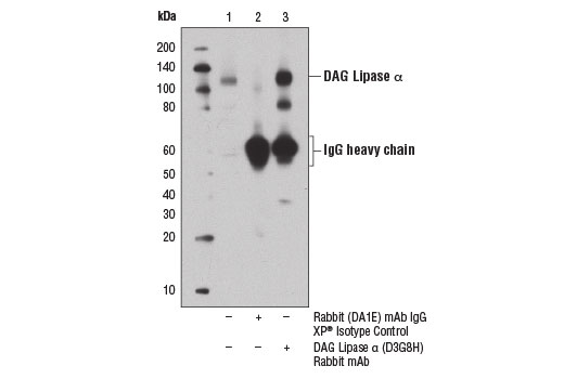Immunoprecipitation Image 1: DAG Lipase alpha (D3G8H) Rabbit Monoclonal Antibody