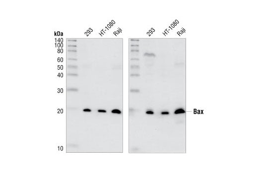 Western Blotting Image 2: Bax Antibody