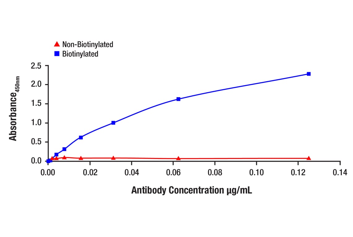 ELISA and/or ELISA-like Assays Image 1: p70 S6 Kinase (49D7) Rabbit Monoclonal Antibody (Biotinylated)