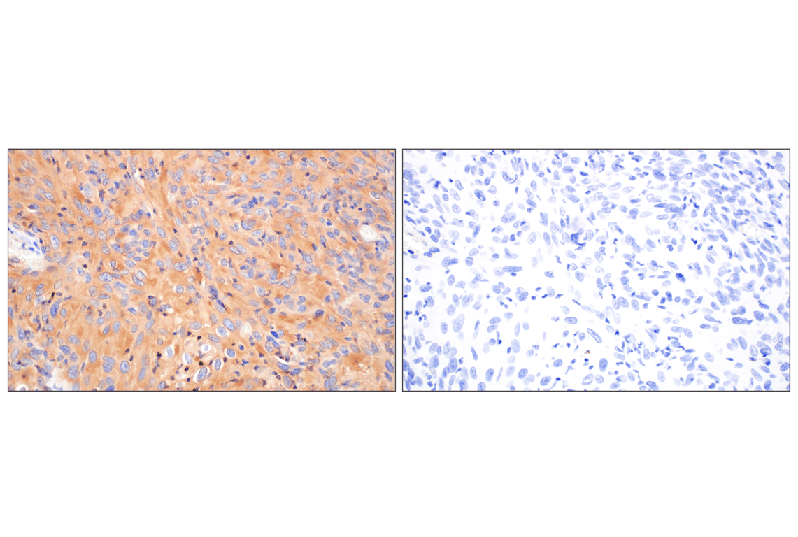 Immunohistochemistry Image 8: WNK1 (F1O3U) Rabbit Monoclonal Antibody