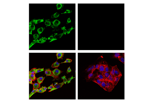 Immunofluorescence Image 1: ALDH1A2 (E6O6Q) Rabbit Monoclonal Antibody