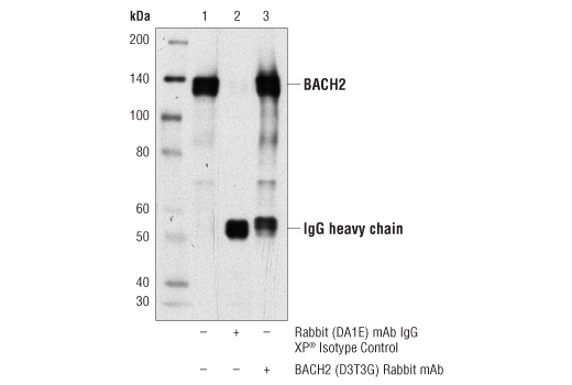 Immunoprecipitation Image 1: BACH2 (D3T3G) Rabbit Monoclonal Antibody