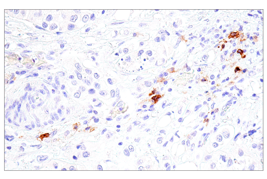 Immunohistochemistry Image 2: DPEP-1/MDP (E4O6J) Rabbit Monoclonal Antibody (BSA and Azide Free)