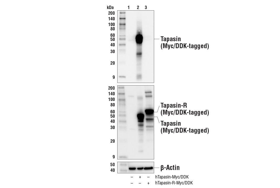 Western Blotting Image 3: Tapasin (E6P2Z) Rabbit Monoclonal Antibody (BSA and Azide Free)