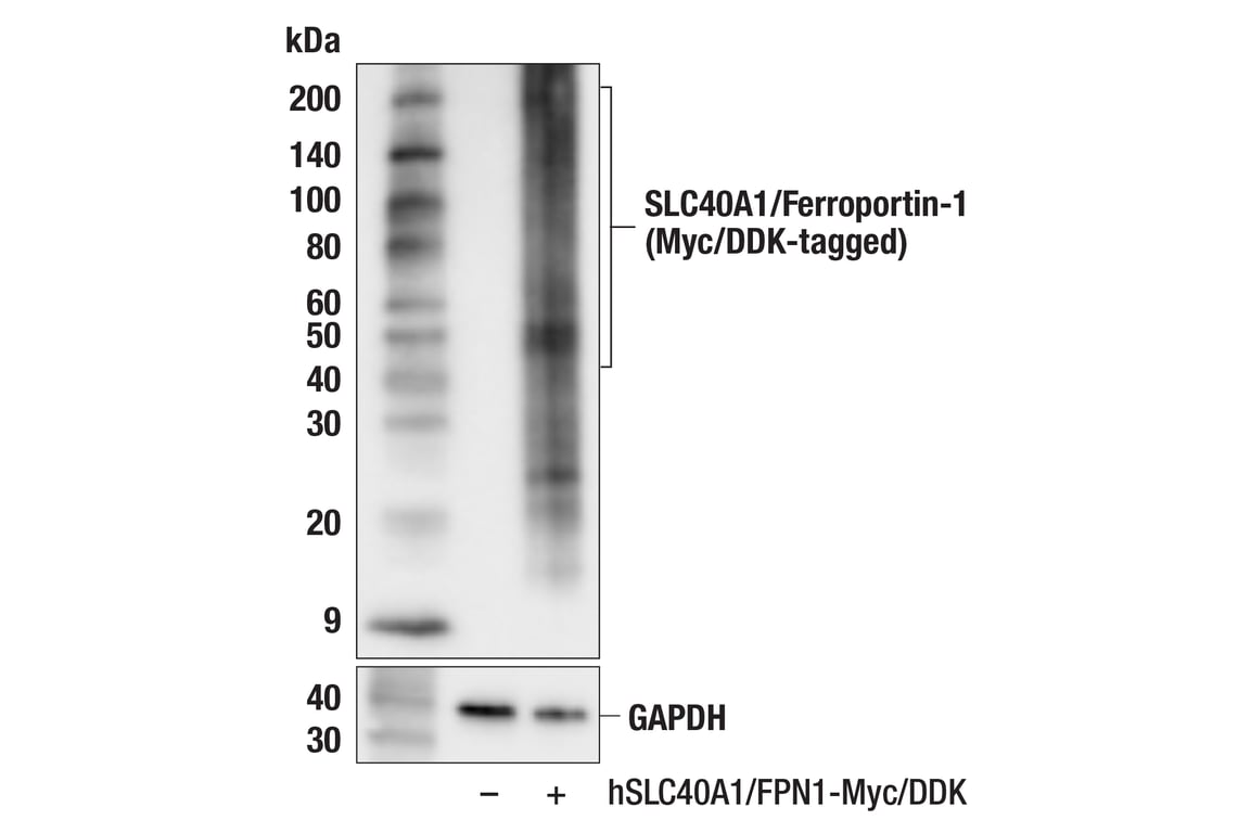 Western Blotting Image 3: SLC40A1/Ferroportin-1 (F4A2M) Rabbit Monoclonal Antibody
