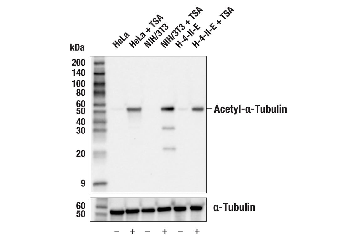 Western Blotting Image 2: Acetyl-alpha-Tubulin (Lys40) Antibody