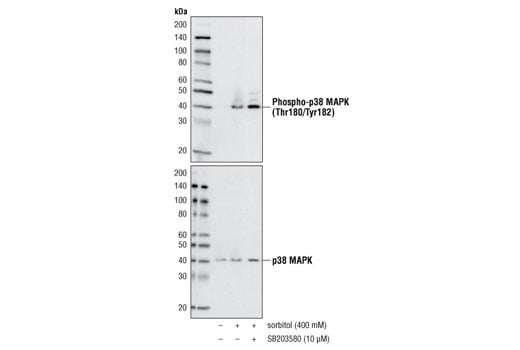 undefined Image 2: SB203580