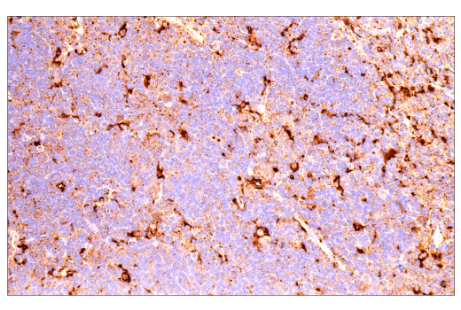 Immunohistochemistry Image 8: LAMP1 (E6N3R) Rabbit Monoclonal Antibody