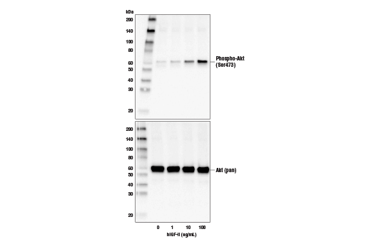 undefined Image 3: Human Insulin-like Growth Factor II (hIGF-II)