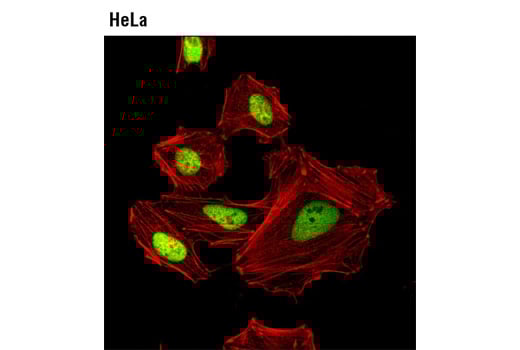 Immunofluorescence Image 1: HEXIM1 (D5Y5K) Rabbit Monoclonal Antibody
