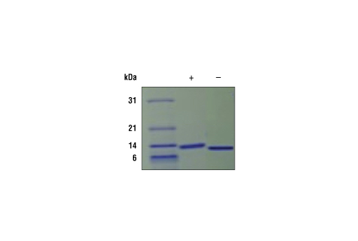 undefined Image 2: Human IL-9 Recombinant Protein