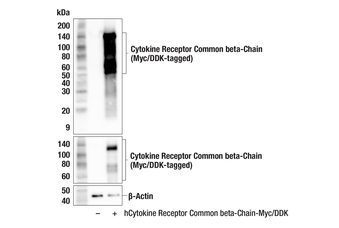 Western Blotting Image 2: Cytokine Receptor Common beta-Chain (F5D7S) Rabbit Monoclonal Antibody