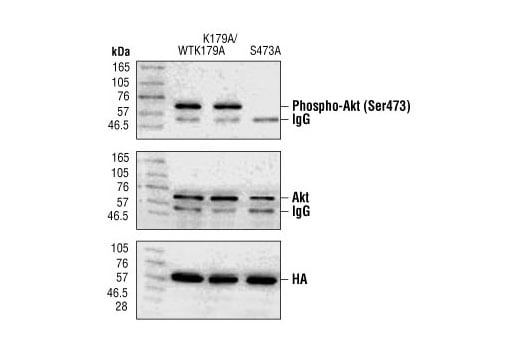 Western Blotting Image 4: Phospho-Akt (Ser473) Antibody