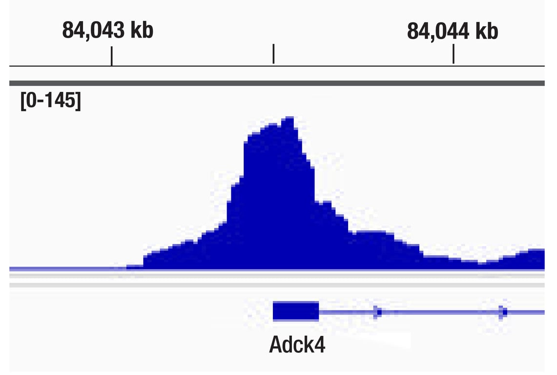 undefined Image 16: Fos Family Antibody Sampler Kit