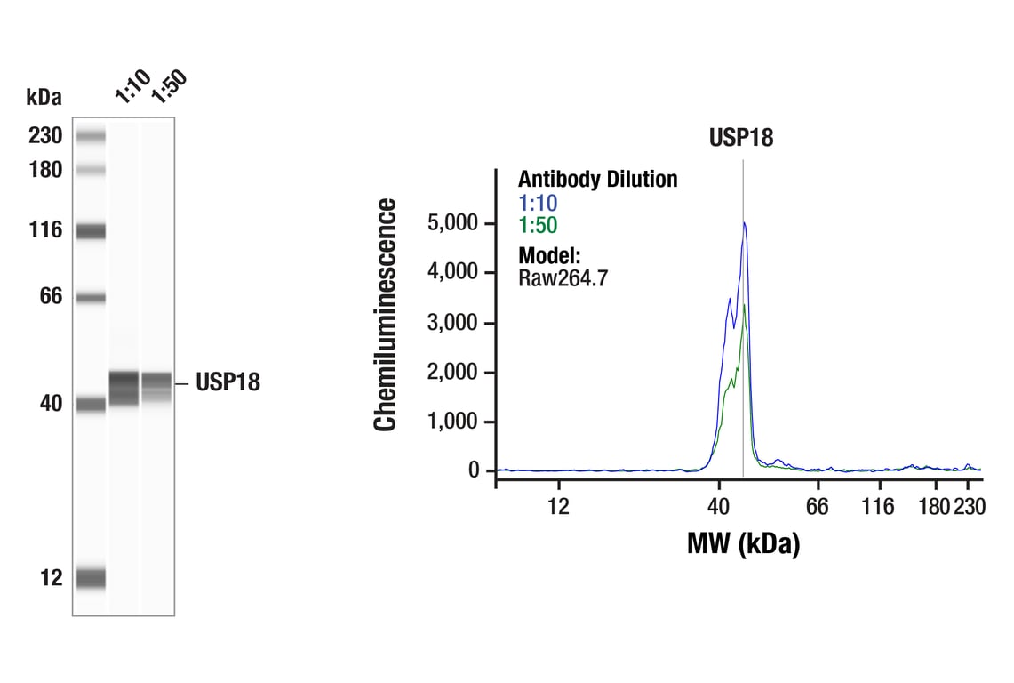 Western Blotting Image 1: USP18 (E9K4X) Rabbit Monoclonal Antibody
