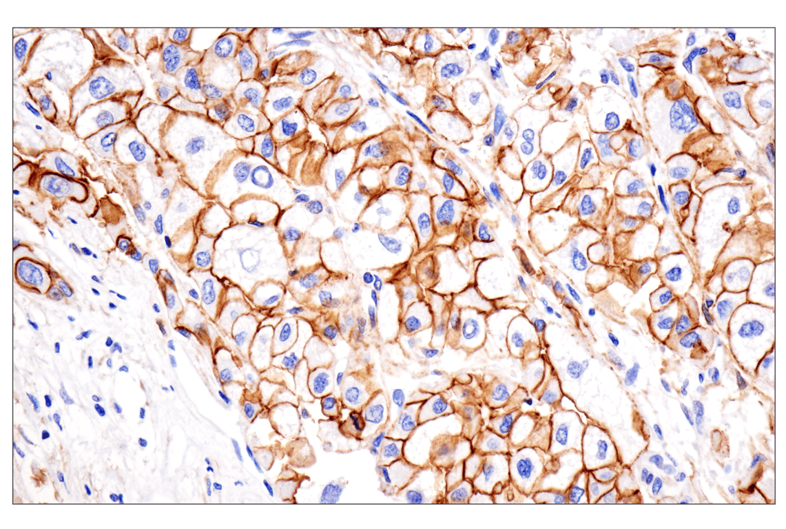 Immunohistochemistry Image 1: N-Cadherin (13A9) Mouse Monoclonal Antibody