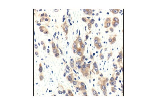 Immunohistochemistry Image 3: PP2A C Subunit (52F8) Rabbit Monoclonal Antibody