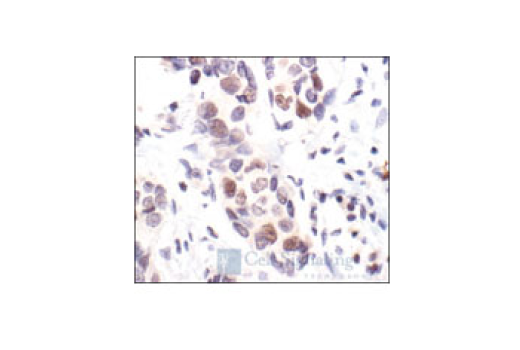 Immunohistochemistry Image 5: Rb (4H1) Mouse Monoclonal Antibody (BSA and Azide Free)
