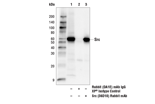 Immunoprecipitation Image 1: Src (36D10) Rabbit Monoclonal Antibody