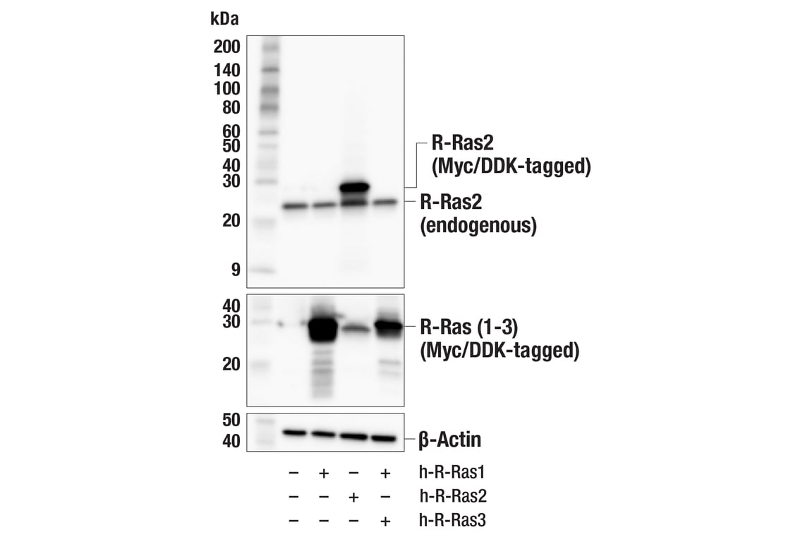 Western Blotting Image 3: R-Ras2 (F6T8H) Rabbit Monoclonal Antibody