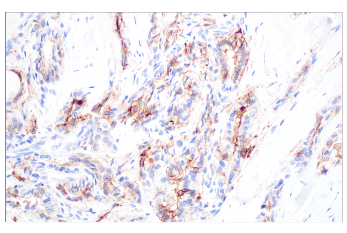 Immunohistochemistry Image 2: GAP43 (E6L2W) Mouse Monoclonal Antibody