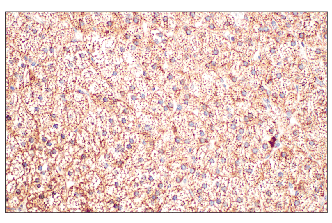Immunohistochemistry Image 4: GOT2 (F4P3R) Rabbit mAb