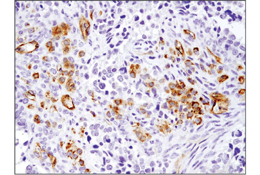 Immunohistochemistry Image 3: ABCG2 (D5V2K) Rabbit Monoclonal Antibody (BSA and Azide Free)