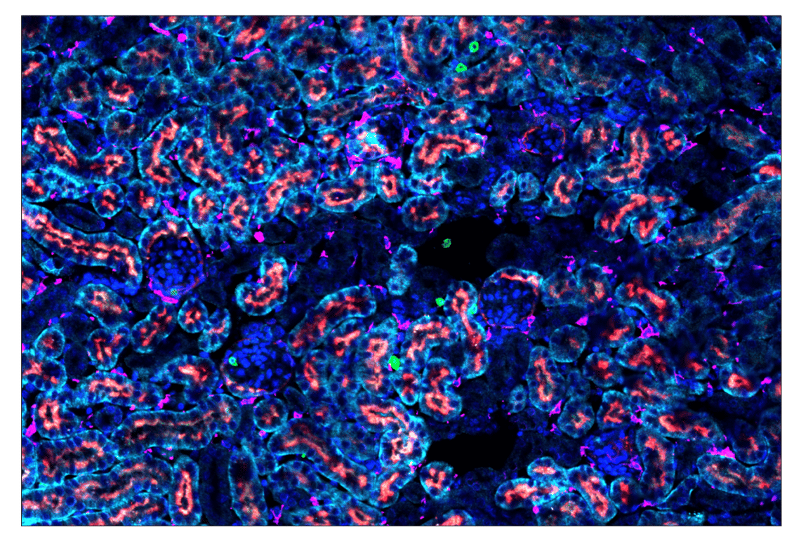 Immunohistochemistry Image 1: Prostate Specific Membrane Antigen (D7I8E) & CO-0152-488 SignalStar<sup>™</sup> Oligo-Antibody Pair