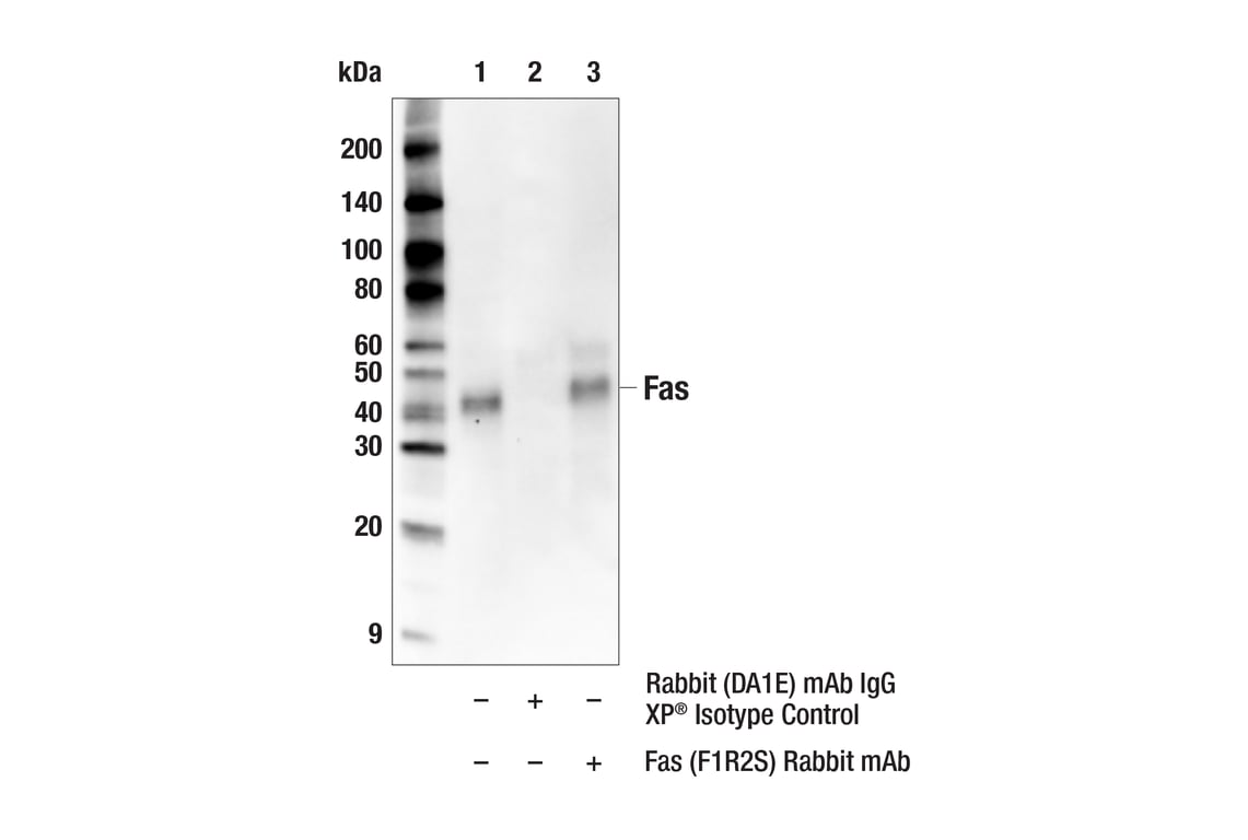 Immunoprecipitation Image 1: Fas (F1R2S) Rabbit Monoclonal Antibody