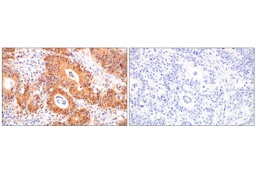 Immunohistochemistry Image 8: Caspase-1 (E4R8K) Rabbit Monoclonal Antibody
