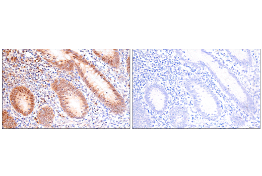 Immunohistochemistry Image 8: NSUN2 (E9Y5E) Rabbit Monoclonal Antibody